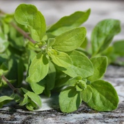 Oregano Oregano